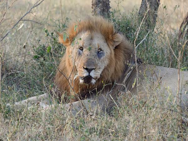 <h3><a href="/trips/safari/biota/animalia/chordata/mammalia/carnivora/felidae/panthera leo/panthera leo-en.html">Panthera&nbsp;leo</a> / Lion / Leeuw</h3>OM-1 Mark II with OLYMPUS M.150-400mm F4.5, 1/2000 sec at F4.5, ISO 6400, distance 11.8&nbsp;m